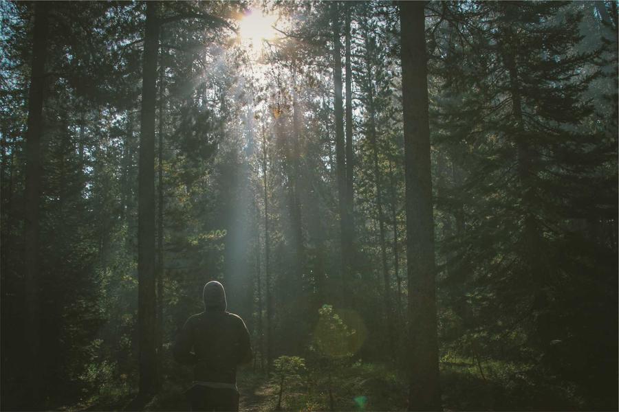 Sunlight through a stand of tall spruce trees